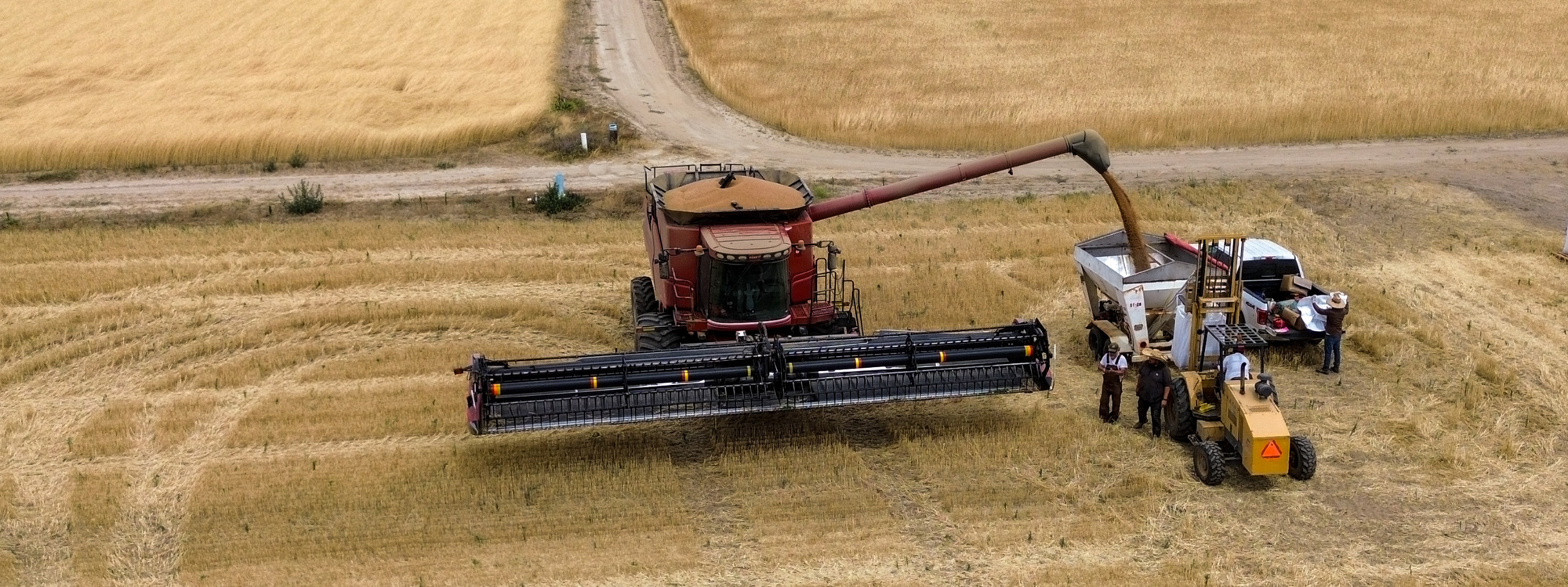 California-heritage-organic-wheat-harvest
